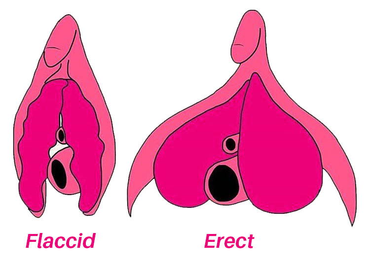 diagram of the erect clitoris