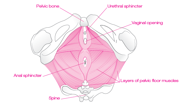 Pelvic floor muscles diagram
