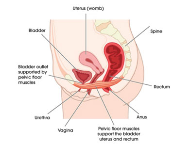 Diagram of a womens pelvic floor