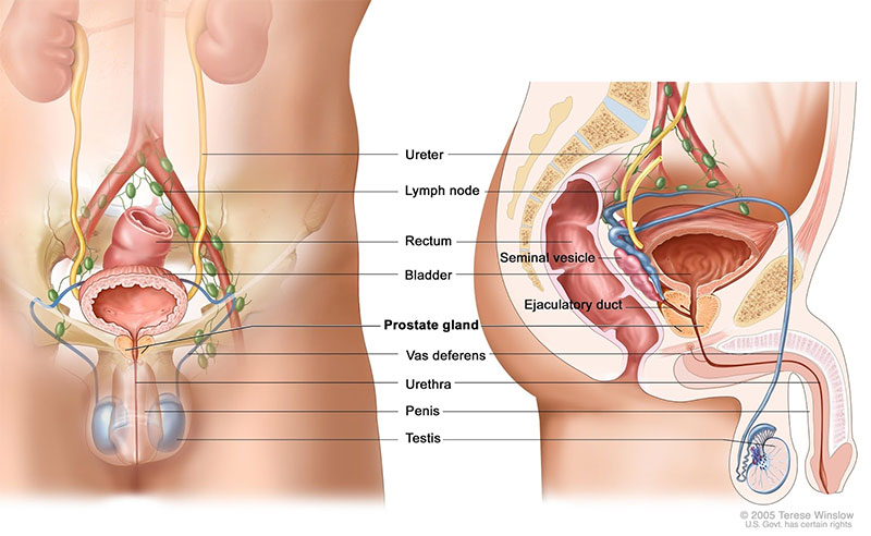 Prostate Diagram