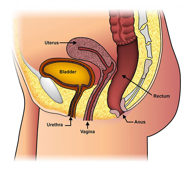 anus and rectum diagram