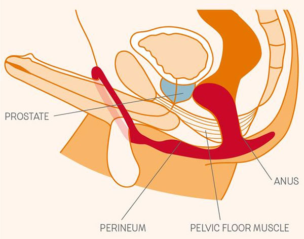 prostate diagram